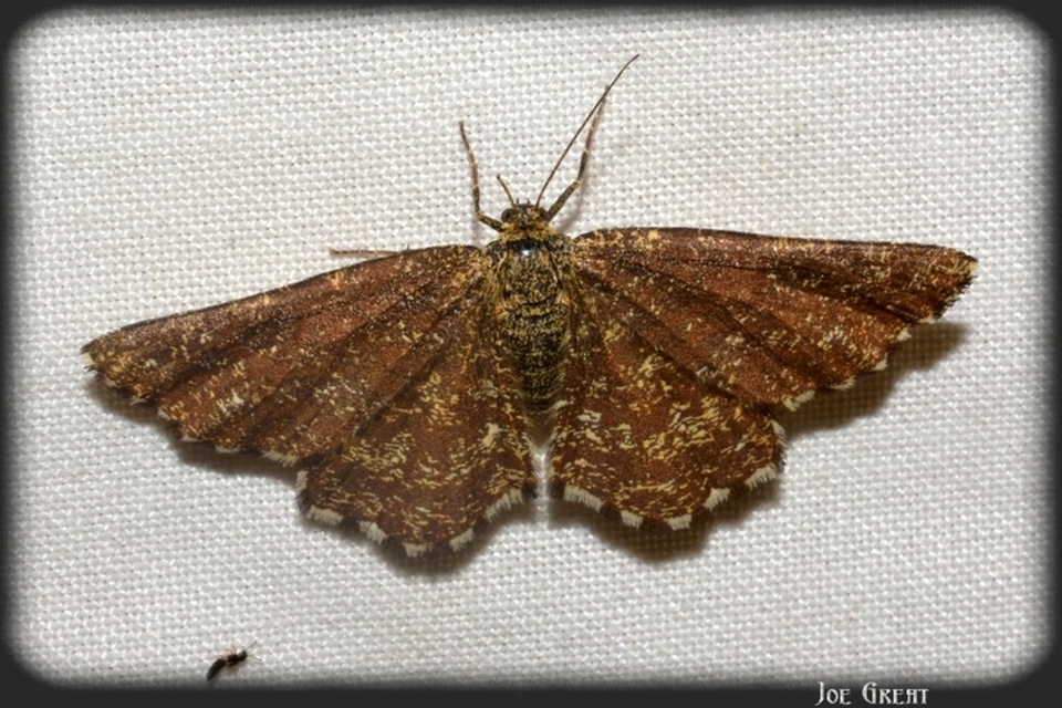 Ematurga atomaria - barna rétiaraszoló