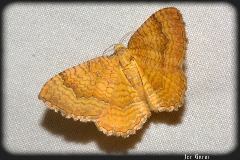 Camptogramma bilineata - kétvonalas sávosaraszoló