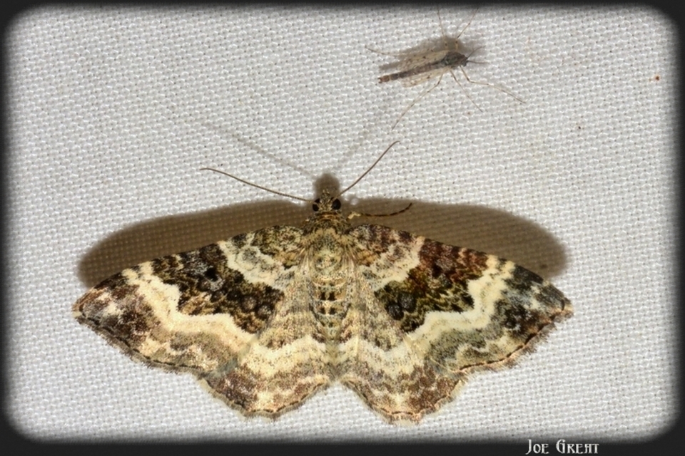 Epirrhoe alternata - galaj-tarkaaraszoló