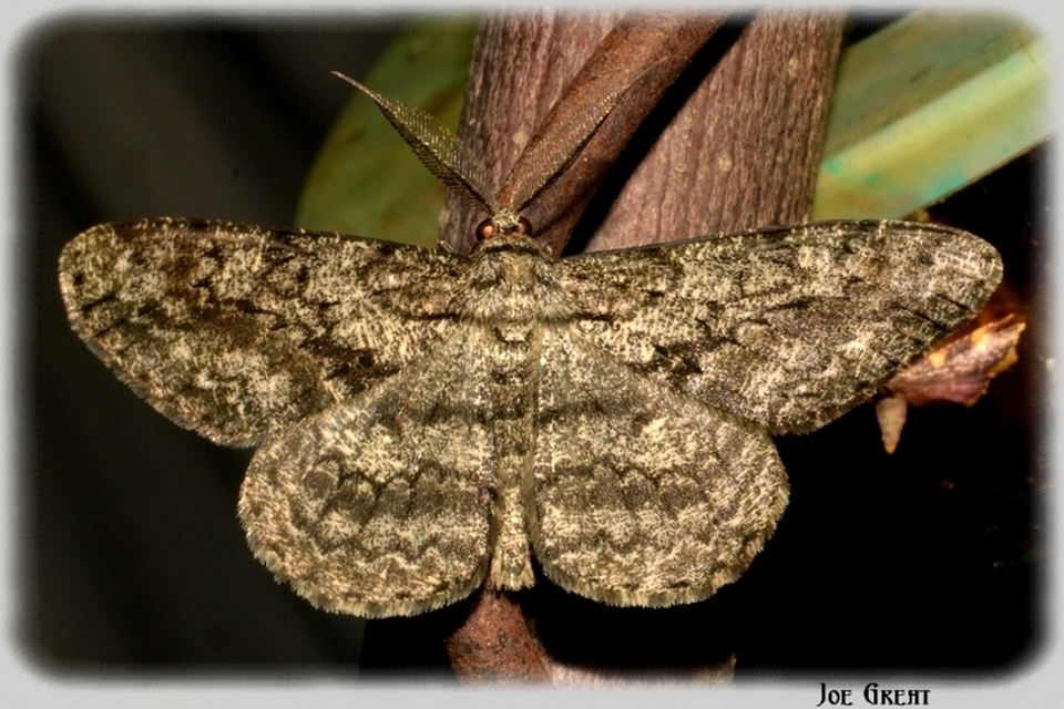 Hypomecis roboraria - nagy tölgyfaaraszoló