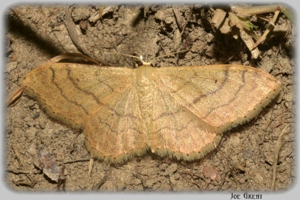 Idaea aversata - nagy sávosaraszoló
