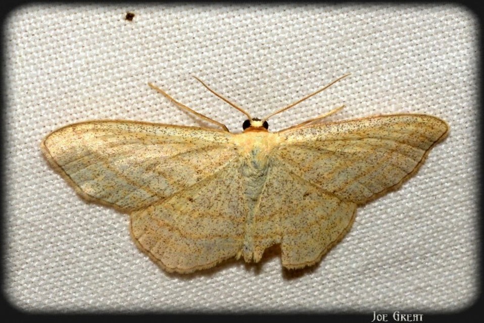 Scopula virgulata - vesszős sávosaraszoló