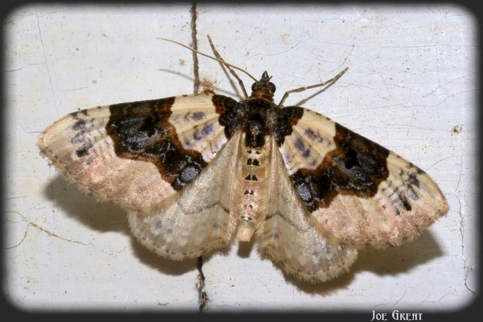 Cosmorhoe ocellata - szemes galajaraszoló