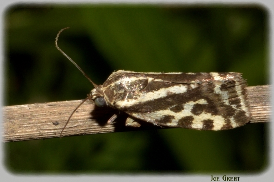 Emmelia trabealis - zebrabagoly