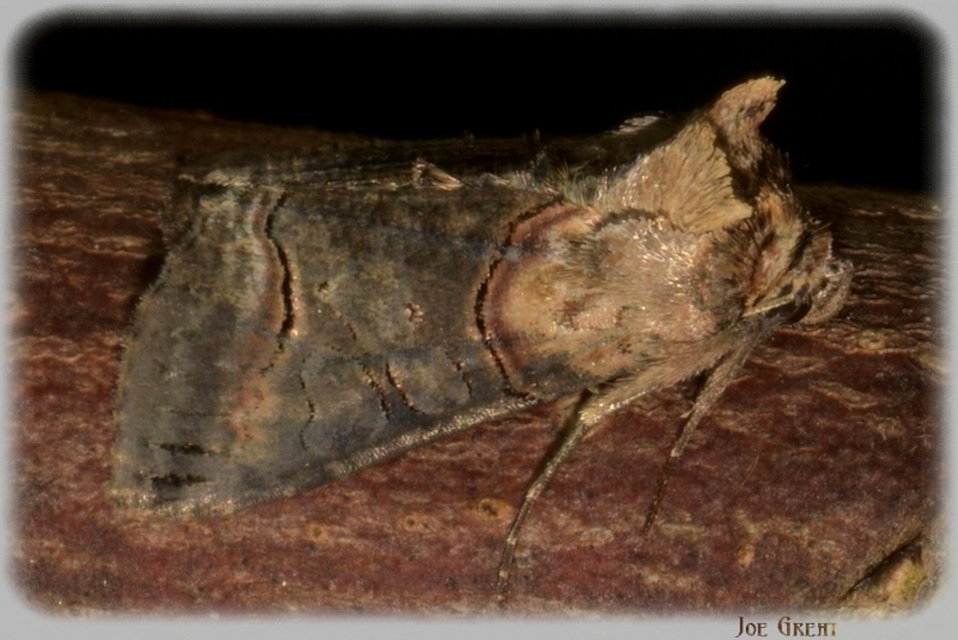 Abrostola triplasia - közönséges csalánbagoly