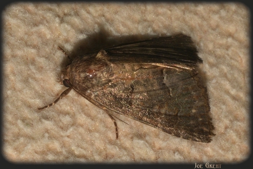 Thalpophila matura - fakó erdeibagoly