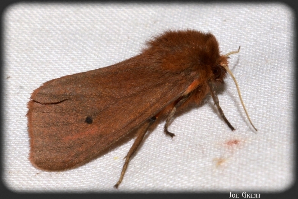Phragmatobia fuliginosa - füstös medvelepke