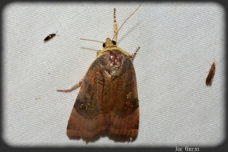 Noctua janthe/janthina