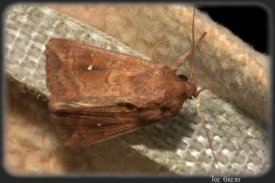 Mythimna albipuncta - fehérpettyes rétibagoly