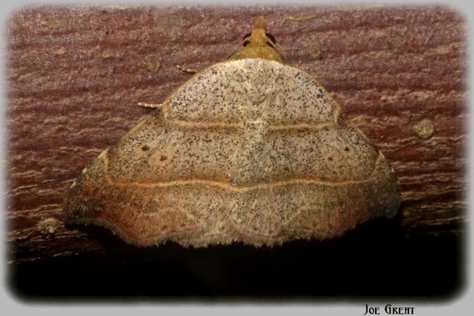 Laspeyria flexula - zuzmóbagoly