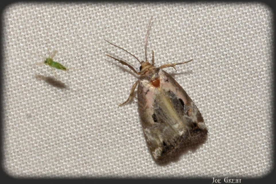 Hapalotis venustula - rózsaszínű mázasbagoly