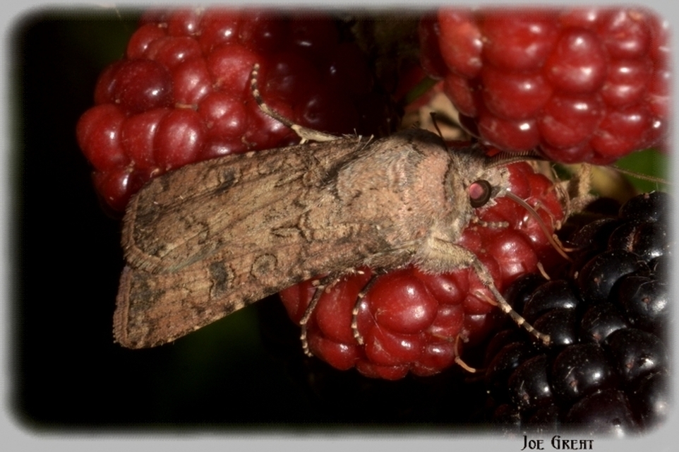 Agrotis segetum - vetési földibagoly