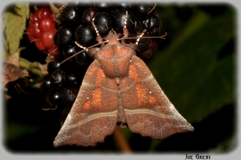 Scoliopteryx libatrix - vörös csipkésbagoly