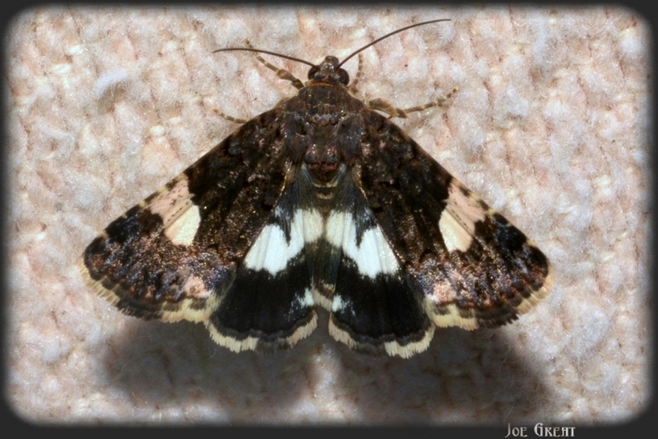 Tyta luctuosa - fekete nappalibagoly