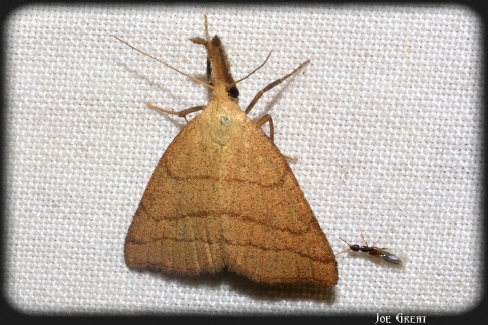 Polypogon tentacularia - sötétaljú karcsúbagoly