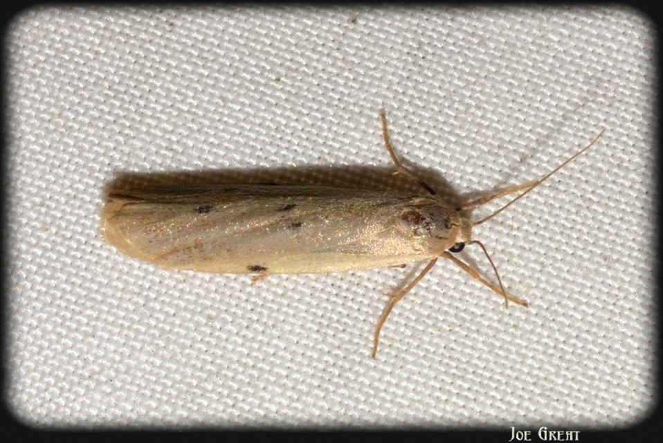 Pelosia muscerda - hamvas zuzmószövő