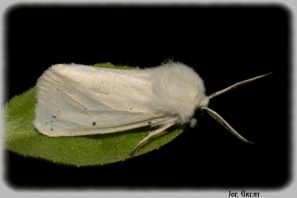Spilosoma lubricipedum/urticae