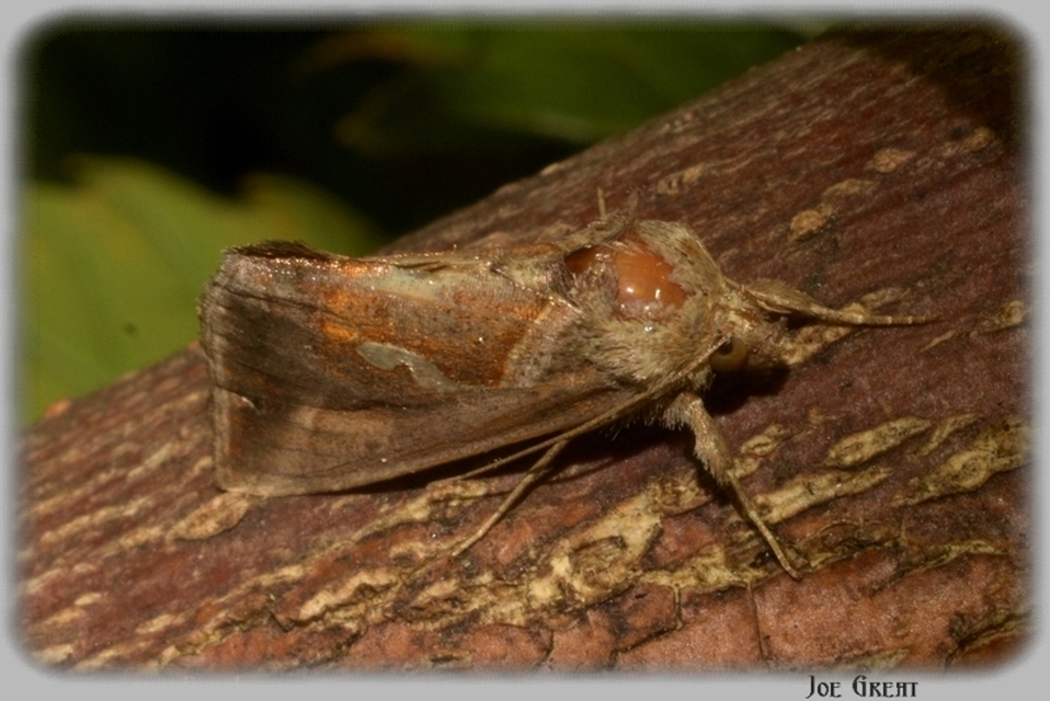 Macdunnoughia confusa - cseppfoltos ezüstbagoly