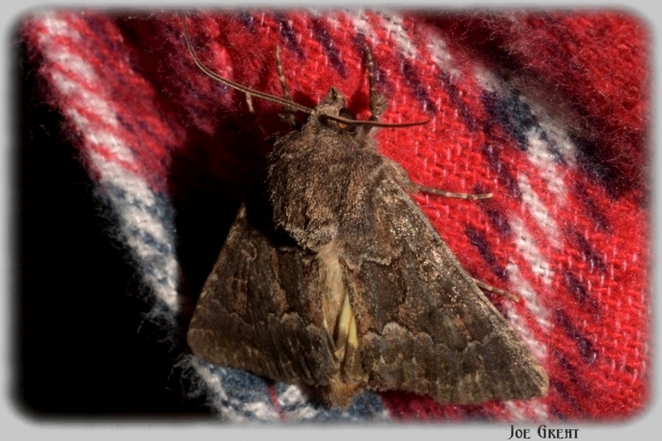 Thalpophila matura - fakó erdeibagoly