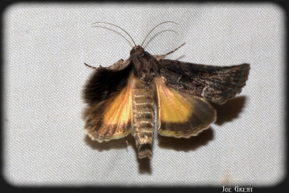 Thalpophila matura - fakó erdeibagoly