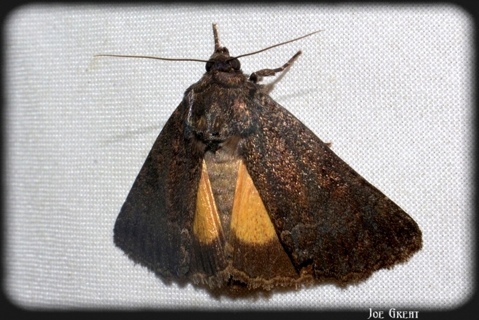Thalpophila matura - fakó erdeibagoly