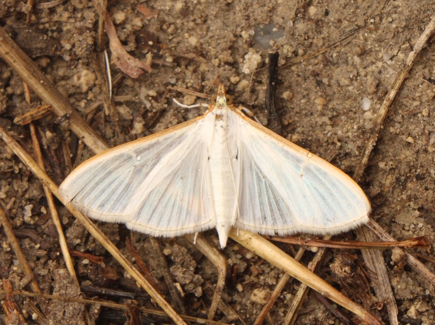 Palpita vitrealis - hófehér tűzmoly