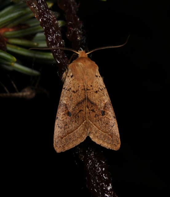 Leptologia macilenta - gyertyán-őszibagoly