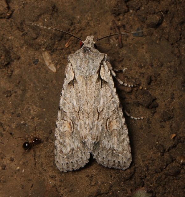 Lithophane ornitopus - közönséges fabagoly