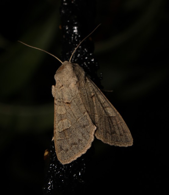 Ammoconia caecimacula - szürke őszibagoly