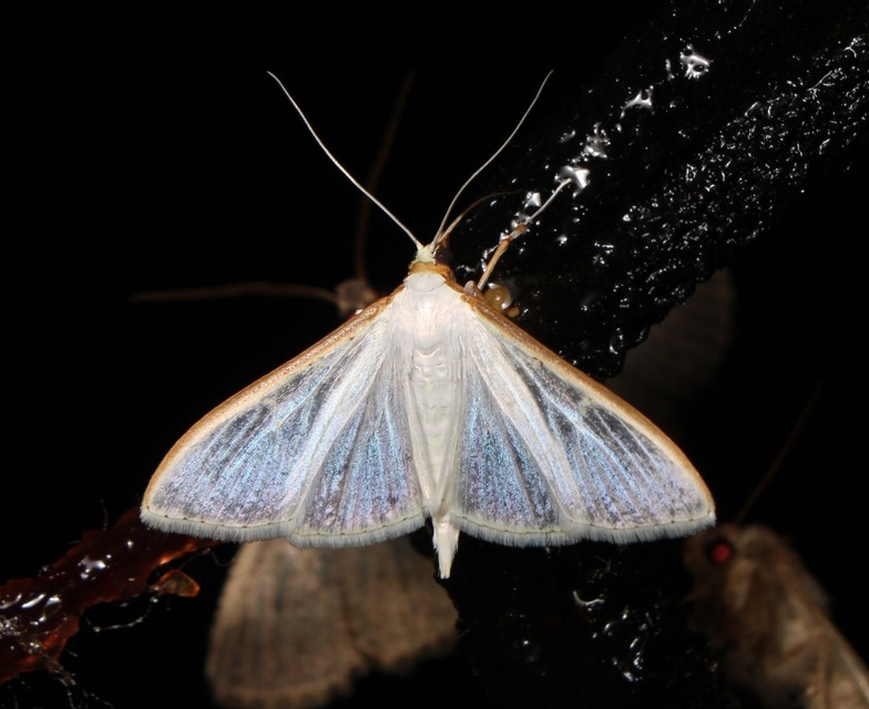 Palpita vitrealis - hófehér tűzmoly