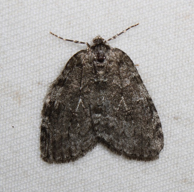 Epirrita christyi/dilutata