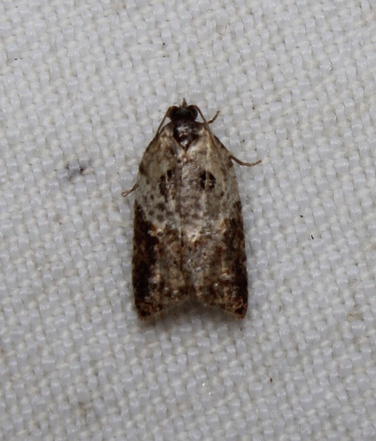 Acleris variegana - tarka levélmoly
