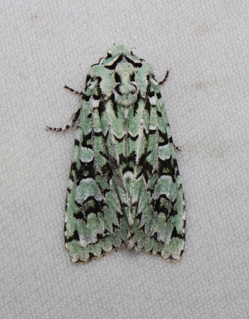 Griposia aprilina - őszi zöldbagoly