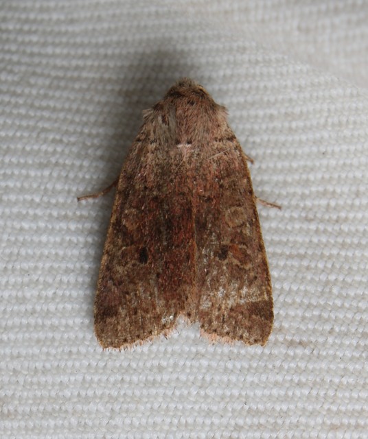 Propenistra laevis - könnyű őszibagoly