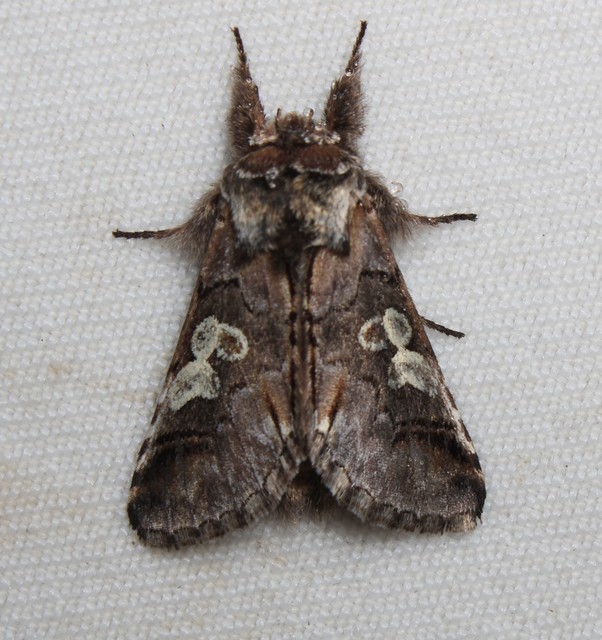 Diloba caeruleocephala - őszi kékesbagoly