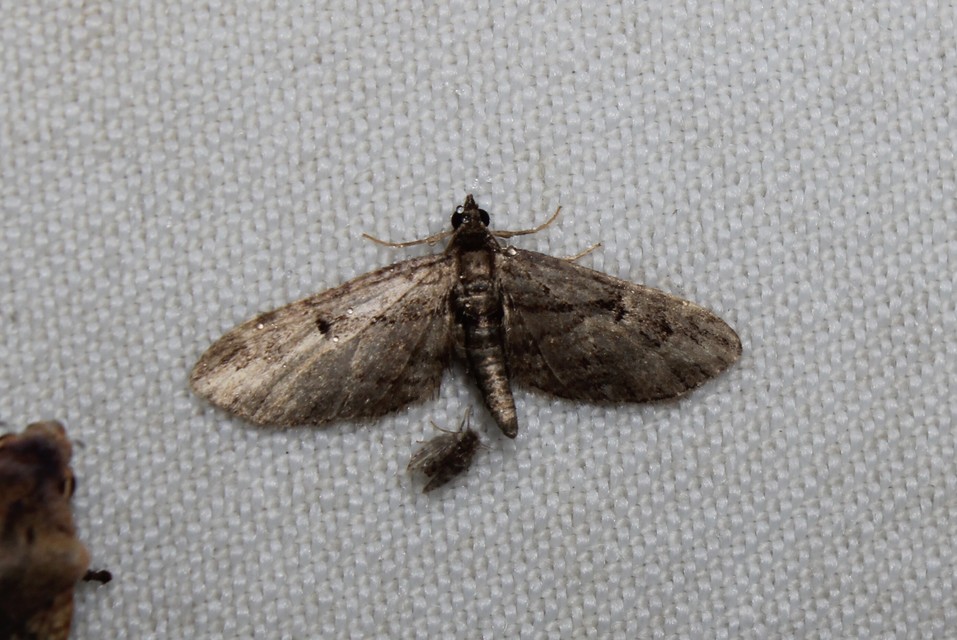 Eupithecia ericeata - feketefenyő-törpearaszoló