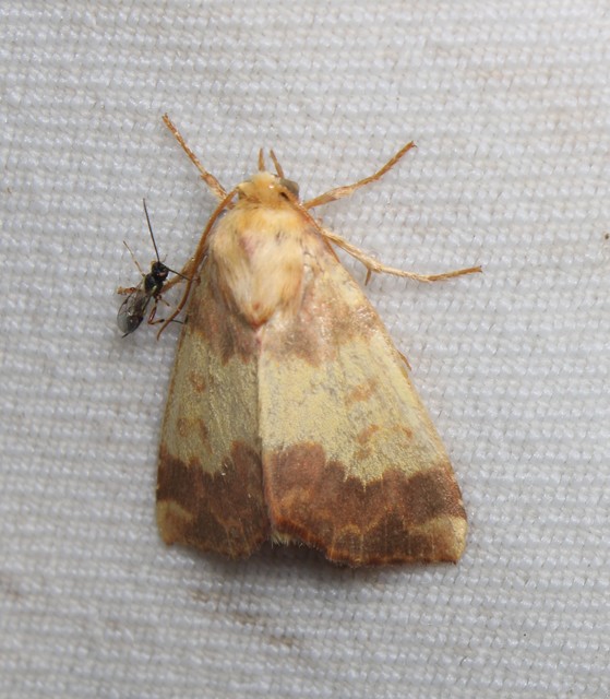 Tiliacea aurago - aranyló sárgabagoly