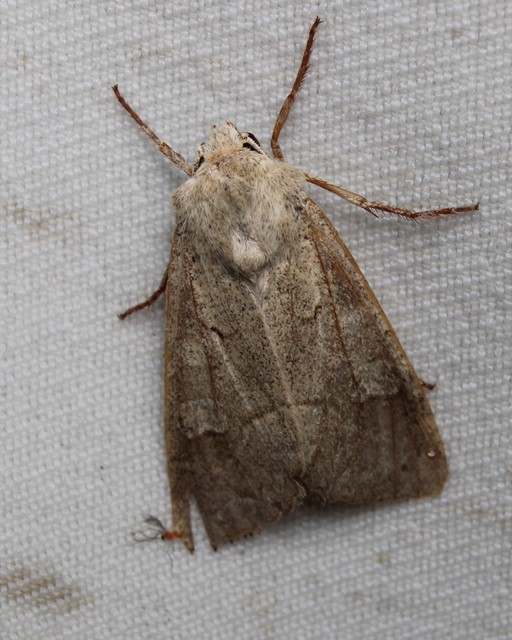 Ammoconia caecimacula - szürke őszibagoly