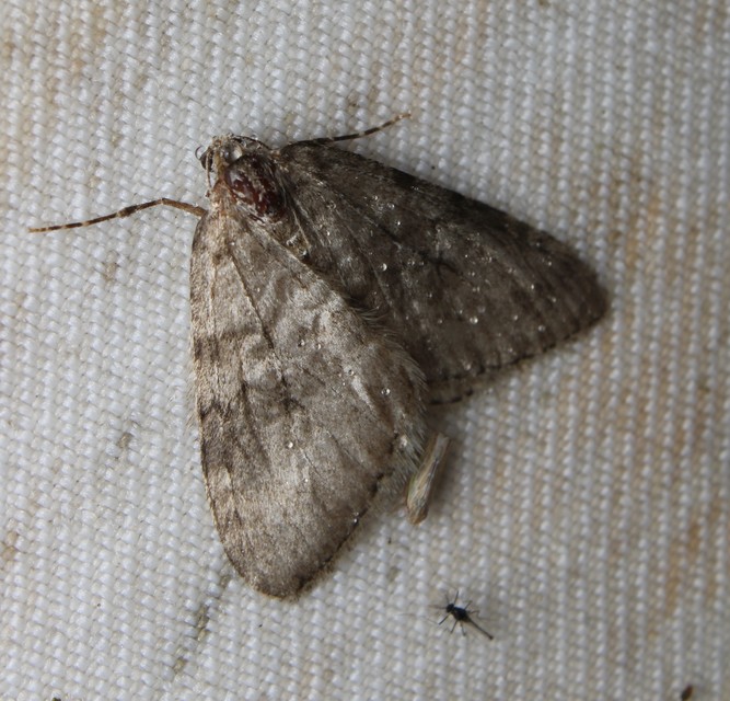Epirrita christyi/dilutata