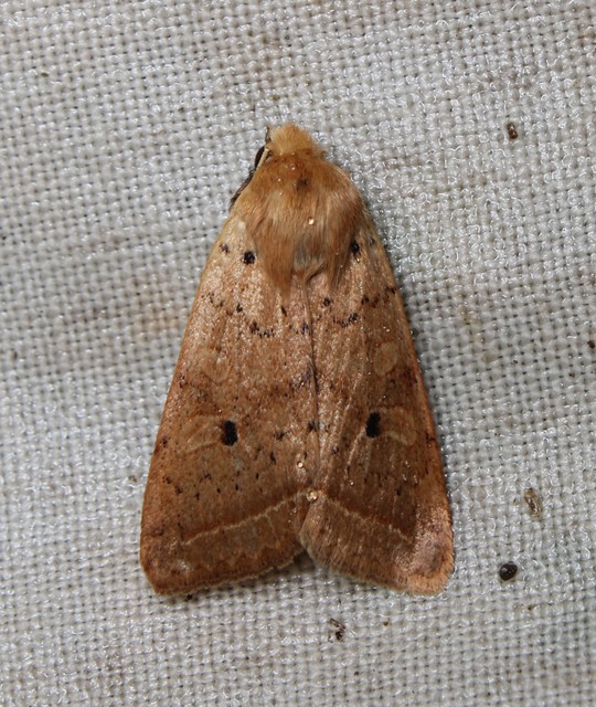 Leptologia macilenta - gyertyán-őszibagoly