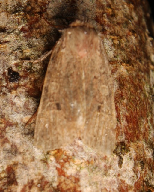 Propenistra laevis - könnyű őszibagoly