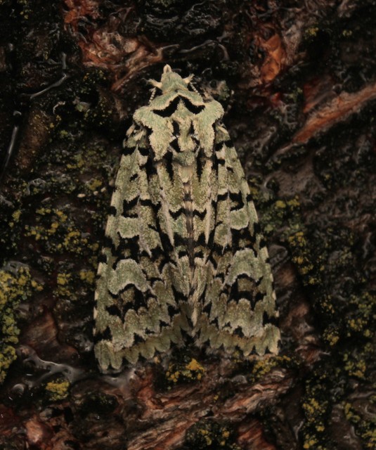 Griposia aprilina - őszi zöldbagoly