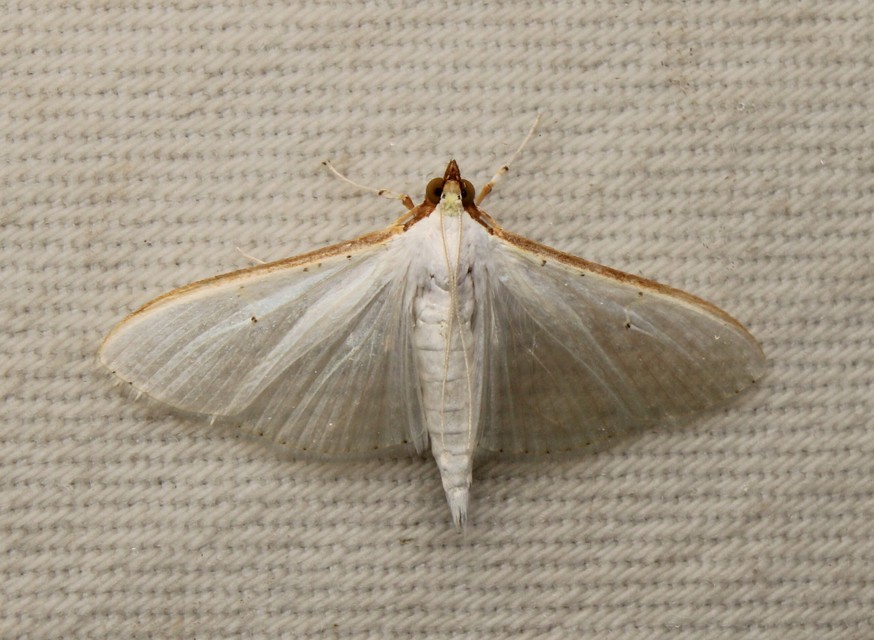 Palpita vitrealis - hófehér tűzmoly