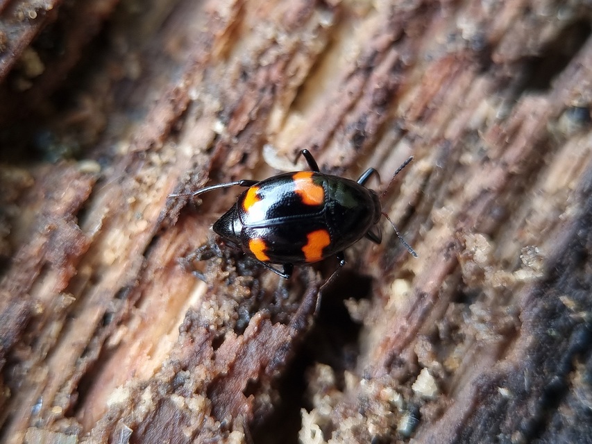 Scaphidium quadrimaculatum - négyfoltos sajkabogár