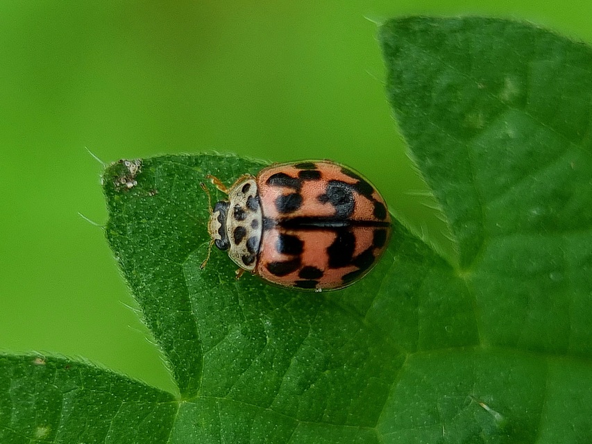 Oenopia conglobata - rózsás katica