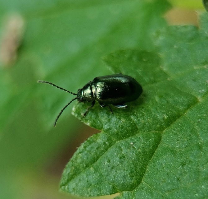 Altica