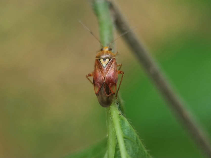 Lygus pratensis - változó mezeipoloska