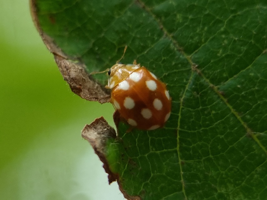 Vibidia duodecimguttata - tizenkétcseppes füsskata