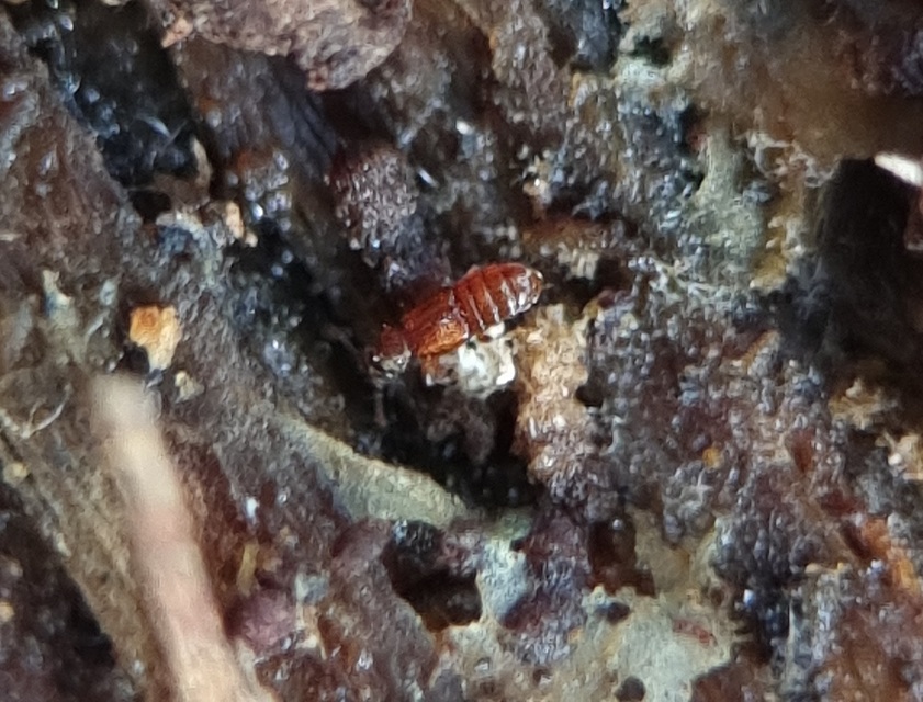 Anotylus Anotylus