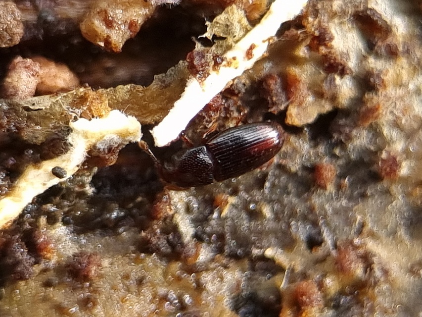 Cerylonidae - kéregbogárfélék Cerylonidae - kéregbogárfélék